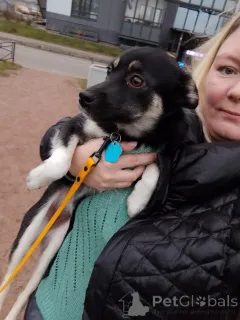 Дополнительные фото: Ищет дом крошка-собачка весом 6 кг