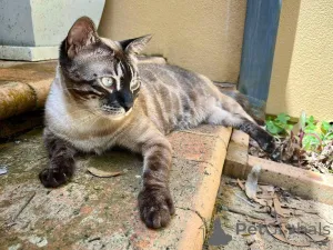 Фото №1. бенгальская - купить в Алст за 73924₽. Объявление №152702