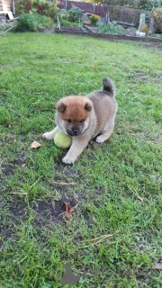 Дополнительные фото: Сиба ину щенок мальчик прививками документами РКФ