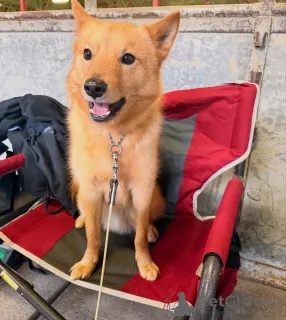 Фото №1. финский шпиц - купить в Ниже за 53921₽. Объявление №164330