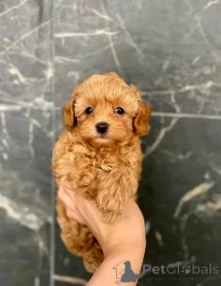 Фото №1. мальтипу - купить в Берлине за 92767₽. Объявление №139079