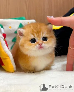 Фото №1. британская короткошёрстная - купить в Берлине за договорная. Объявление №165877