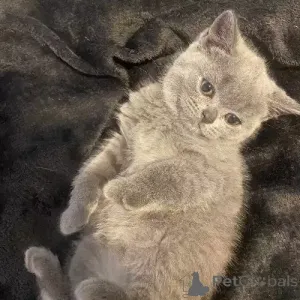 Фото №2 к объявлению №167270 о продаже британская короткошёрстная - купить в Германии частное объявление