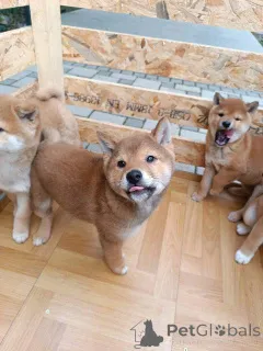 Фото №1. сиба-ину - купить в Крусевак за договорная. Объявление №165168