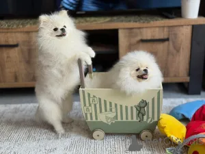 Фото №1. йоркширский терьер - купить в Хельсинки за Бесплатно. Объявление №165321