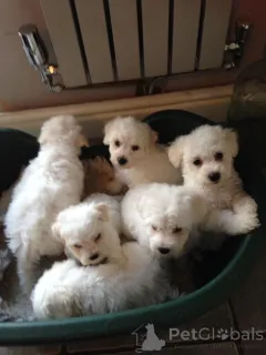 Фото №1. бишон фризе - купить в Температура за 46384₽. Объявление №159417