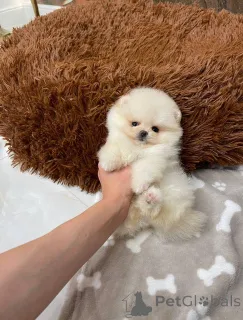 Фото №1. померанский шпиц - купить в Амстердам за 4638₽. Объявление №145457