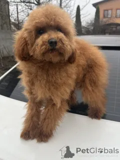 Фото №1. пудель (той) - купить в Киеве за 139151₽. Объявление №160236