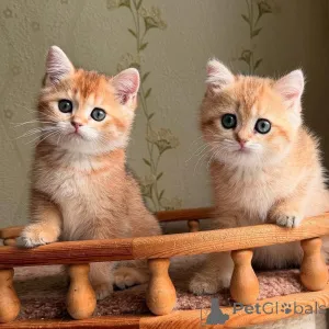 Фото №3. Вот ваше трогательное вступление Познакомьтесь с моей драгоценной маленькой. Франция