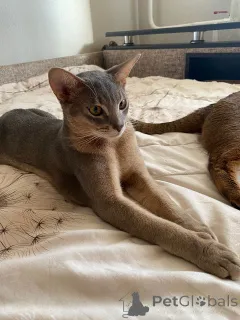 Фото №2 к объявлению №149033 о продаже абиссинская - купить в России из питомника, заводчик