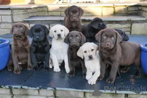 Дополнительные фото: Щенка лабрадоры-ретривера до адопчи