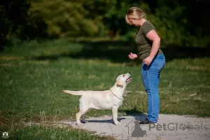 Дополнительные фото: Щенки Лабрадора ретривера.