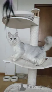 Дополнительные фото: Котята мейнкун