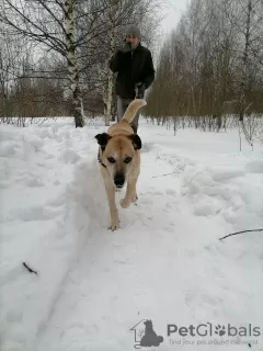 Дополнительные фото: Нельсон ищет дом!