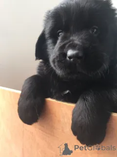 Фото №3. Щенки ньюфаундленда.  Бельгия