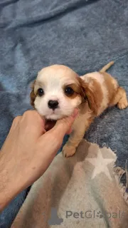 Дополнительные фото: Чистокровные мальчики Кавалер-Кинг-Чарльз-Спаниель.