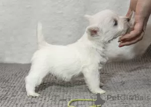 Фото №3. Питомник предлагает щенков west highland white terrier.  Молдова