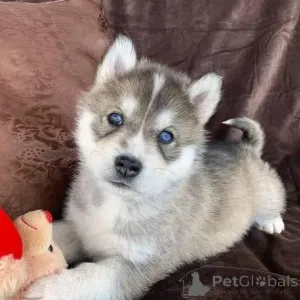 Фото №3. Сука хаски Возраст 12 недель Цена 700 Доставка или самовывоз Хорошо.  Германия