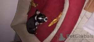 Дополнительные фото: Mini Chihuahuas