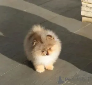 Фото №1. померанский шпиц - купить в Тернеузен за договорная. Объявление №165214