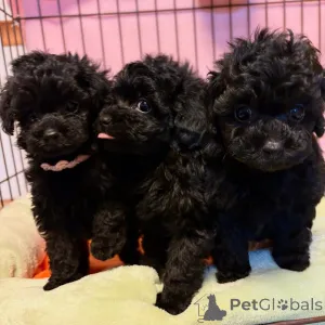 Фото №1. пудель (той) - купить в Ганновер за договорная. Объявление №164340