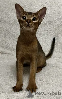 Фото №1. абиссинская - купить в Харькове за 26960₽. Объявление №162700