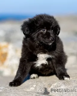 Фото №4. Продажа беспородную в Москве реке частное объявление - цена Бесплатно