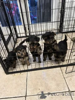 Фото №1. йоркширский терьер - купить в Алгермиссен за договорная. Объявление №166073