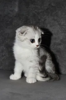 Дополнительные фото: Породные Шотландские котята