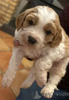 Фото №2 к объявлению №157679 о продаже кинг-чарльз-спаниеля - купить в Венгрии заводчик