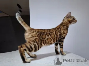 Дополнительные фото: BENGAL KITTEN