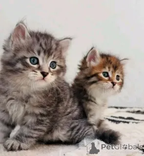 Фото №1. мейн-кун - купить в Affalterbach за 49427₽. Объявление №154632