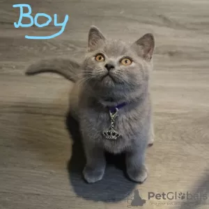 Фото №3. Beautiful Blue and Colourpoint Blue British Shorthair kittens. Турция