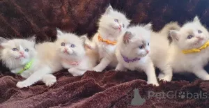 Фото №3. Ragdoll Cittens. Германия