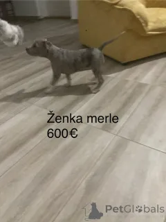 Фото №2 к объявлению №158022 о продаже бультерьера - купить в Сербии заводчик