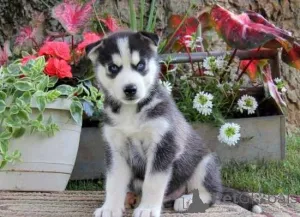 Дополнительные фото: Adorables Cachorros de Husky Sibibiano en ancisción