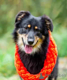 Дополнительные фото: Тася и Макс молодые, некрупные ребята ищут дом!