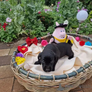 Фото №2 к объявлению №146014 о продаже лабрадудля - купить в Польше частное объявление