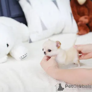 Фото №3. 2 щенка чихуахуа ищут любящий дом! Игривый, нежный и гипоаллергенный идеально.  Дания