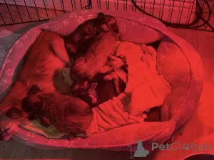 Дополнительные фото: Потрясающий помет Чорки