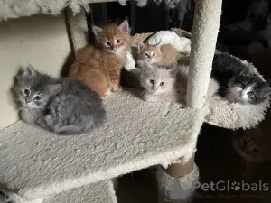 Фото №1. турецкая ангора - купить в Байенфурт за 32468₽. Объявление №150512