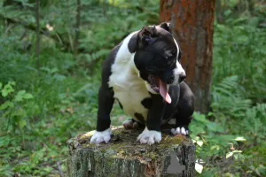 Дополнительные фото: Американский булли