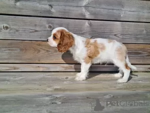 Фото №3. Мальчики Cavalier king charles spaniel.  Норвегия