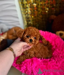 Фото №1. пудель (той) - купить в Байериш-Айзенштайне за договорная. Объявление №167552