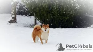 Фото №3. Щенки Shiba Inu FCI.  Словакия