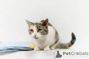 Дополнительные фото: Изящная кошечка Афина ищет семью.