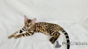 Дополнительные фото: Бенгальские котята
