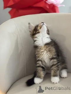 Дополнительные фото: Котята мейн-кун LOOF