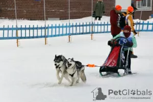 Дополнительные фото: Милейшие щенки хаски