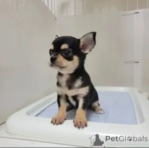 Дополнительные фото: Щенки чихуахуа действительно подходят как кобелям, так и сукам.